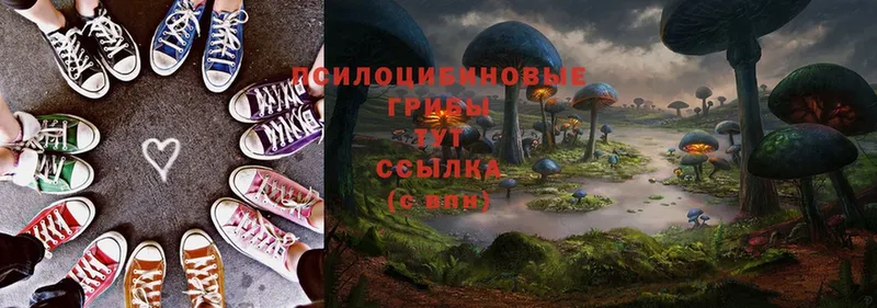 Псилоцибиновые грибы Magic Shrooms  Зеленогорск 